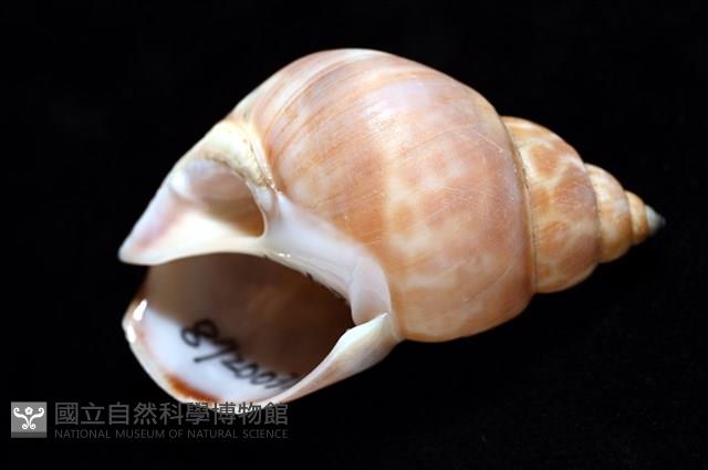 錫蘭鳳螺藏品圖，第8張