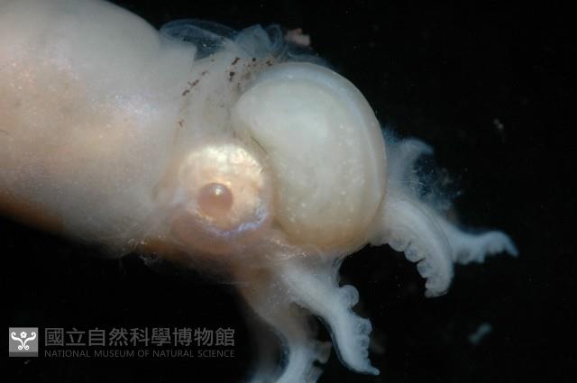未知種船蛸藏品圖，第8張
