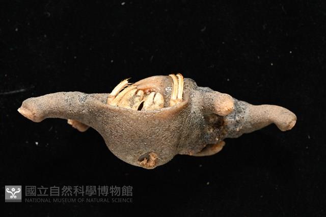 寄居蟹鞘群海葵藏品圖，第8張