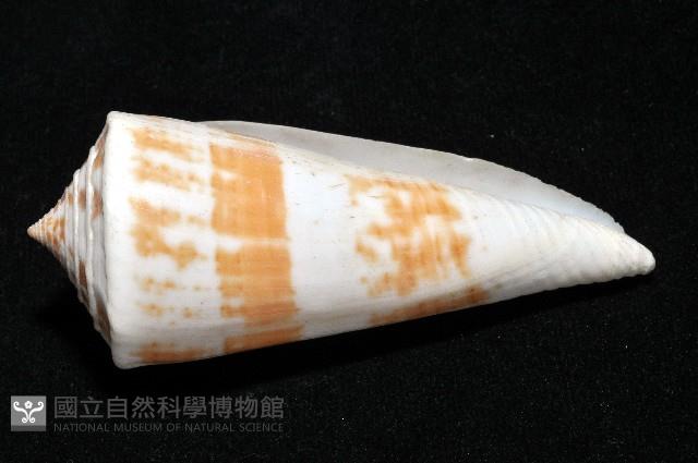 愛貓芋螺藏品圖，第8張