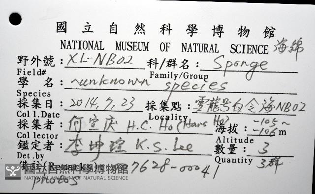 未知種海綿藏品圖，第8張