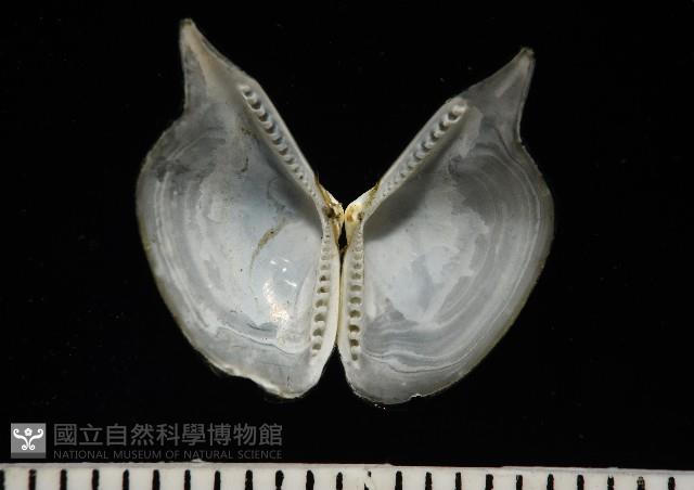 深淵馬刺蛤藏品圖，第8張