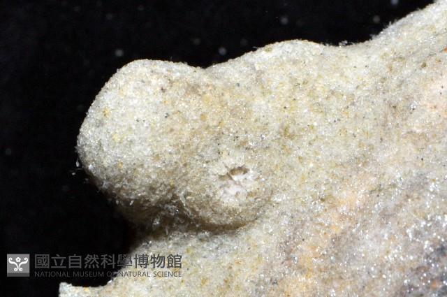 未知種鞘群海葵藏品圖，第8張