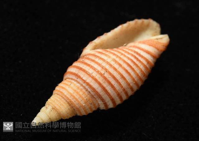 巧彫筆螺藏品圖，第8張
