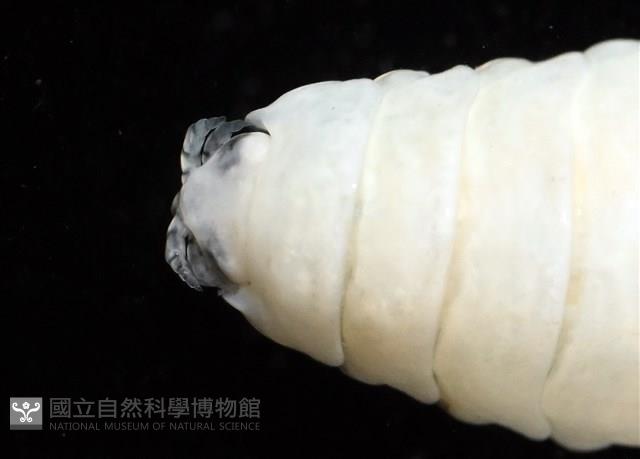 未知種縮頭水虱藏品圖，第8張