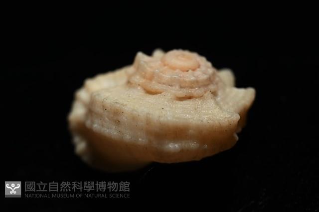孤鴻花冠螺藏品圖，第8張