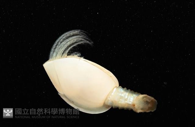 蟹花茗荷藏品圖，第8張