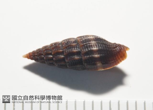 微光蛹筆螺藏品圖，第8張