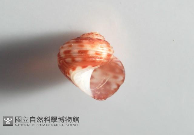 明輝蠑螺藏品圖，第8張