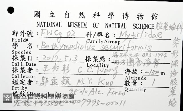 斧形深海殼菜蛤藏品圖，第8張
