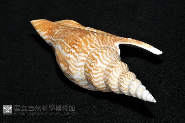 金斧鳳凰螺藏品圖，第8張