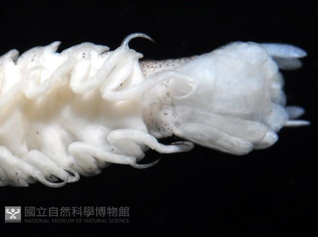 未知種浪漂水虱藏品圖，第8張