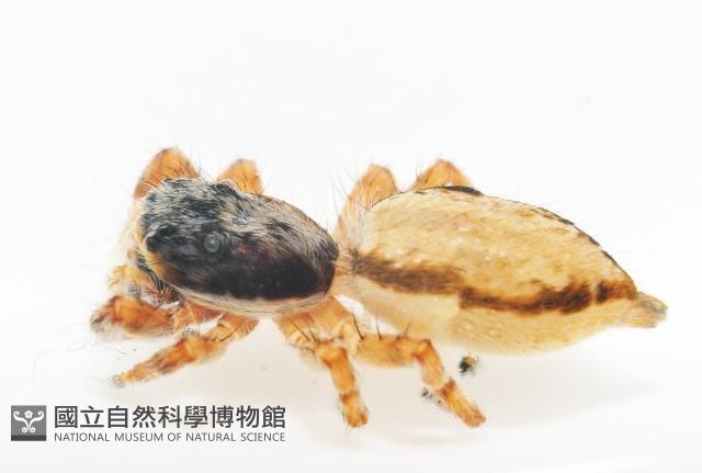 雙帶扁蠅虎藏品圖，第8張