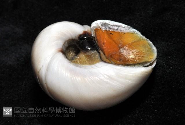 大玉螺藏品圖，第8張