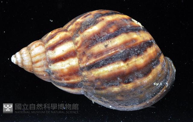 白玉蝸牛藏品圖，第8張
