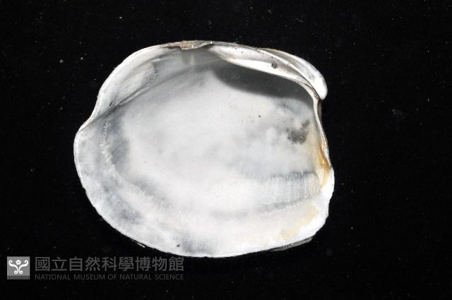 索足蛤藏品圖，第8張