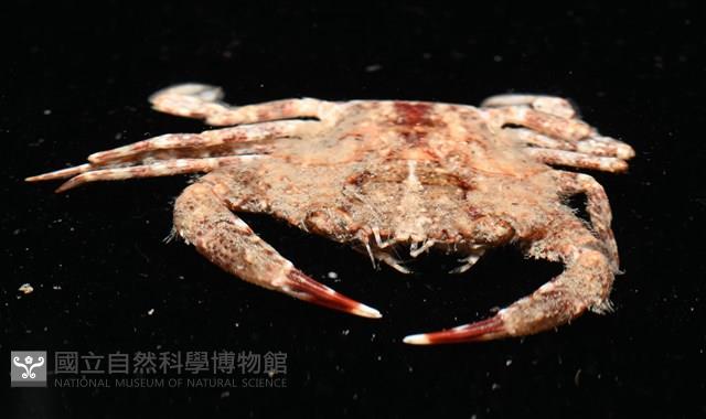 顆粒蟳藏品圖，第8張