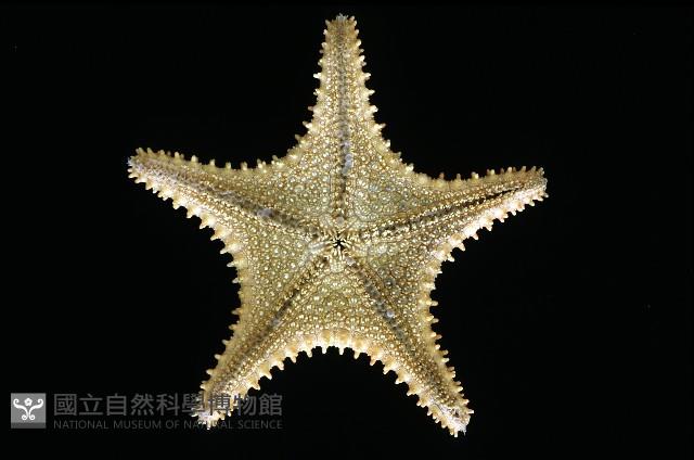 未知種馬海星藏品圖，第8張