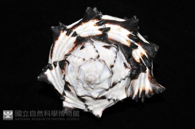 刺蝟骨螺藏品圖，第8張