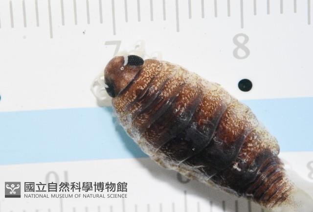 未知種狹長水虱藏品圖，第8張