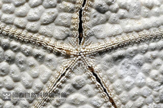 麵包海星(饅頭海星)藏品圖，第8張