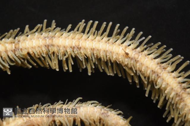長大刺蛇尾藏品圖，第8張