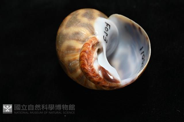 臺灣鳳螺藏品圖，第8張