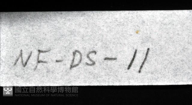 西表島新米蝦藏品圖，第8張