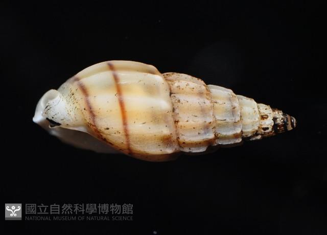 百肋織紋螺(暫譯)藏品圖，第8張