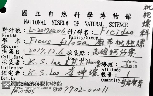 麻布枇杷螺藏品圖，第8張