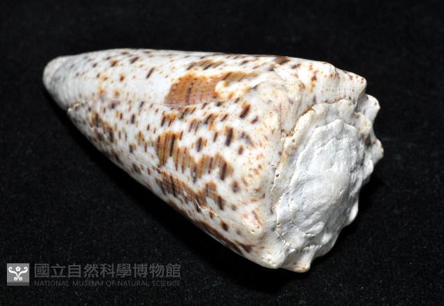 帝王芋螺藏品圖，第8張
