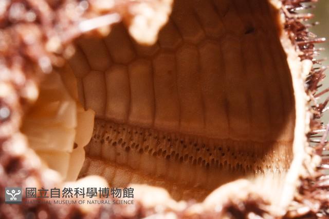 魯氏硬海膽藏品圖，第8張