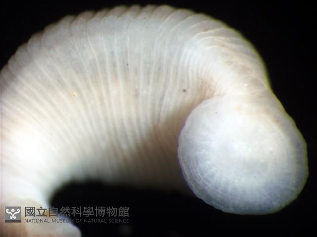 未知種舌蛭藏品圖，第8張