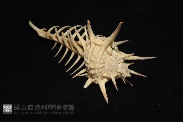黑刺骨螺藏品圖，第8張