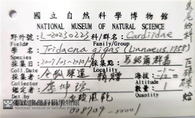 巨硨磲蛤藏品圖，第8張
