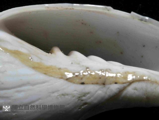 香蕉筆螺藏品圖，第8張