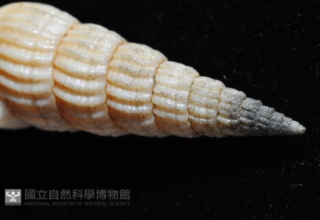 明輝蛹筆螺藏品圖，第8張