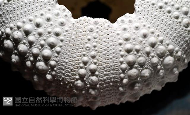 口鰓海膽藏品圖，第8張