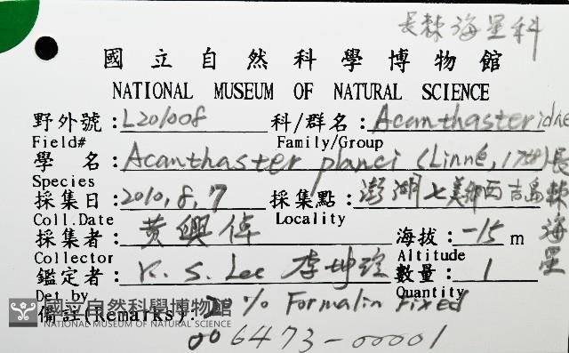 棘冠海星(長棘海星)藏品圖，第8張