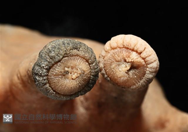 寄居蟹鞘群海葵藏品圖，第8張