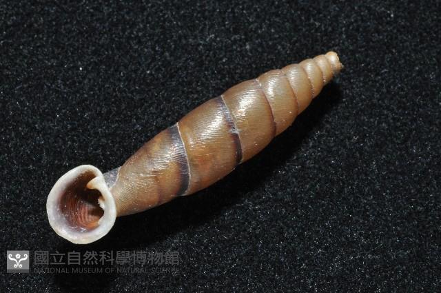 暗昏大傘口煙管蝸牛藏品圖，第8張