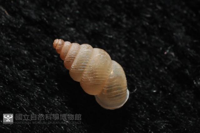 石山芝麻蝸藏品圖，第8張