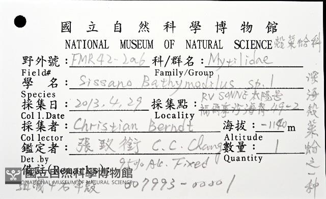 深海殼菜蛤的一種藏品圖，第8張