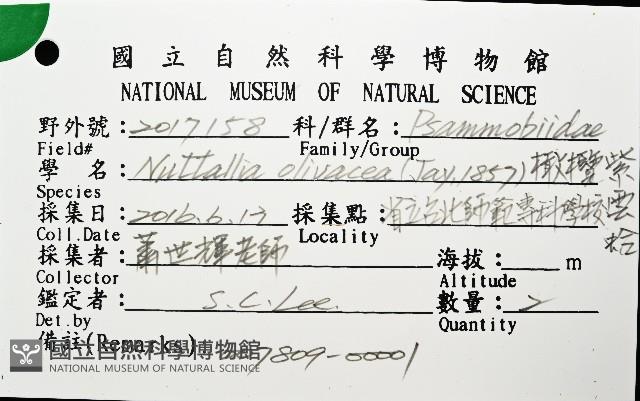 橄欖紫雲蛤藏品圖，第8張