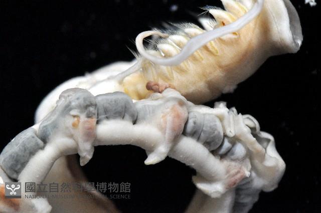 未知種中燐蟲藏品圖，第8張