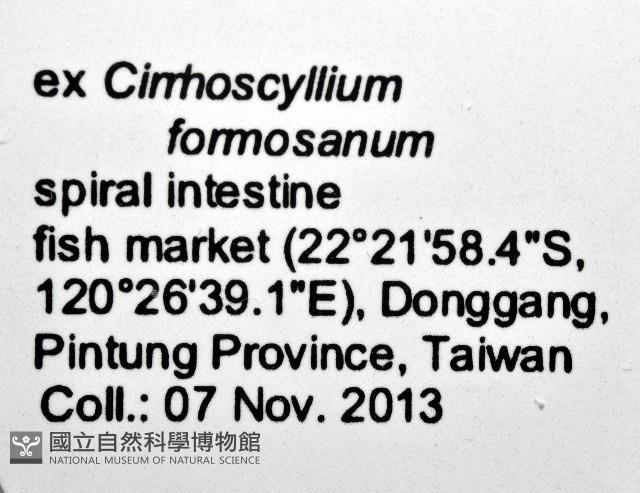新種葉槽絛蟲藏品圖，第8張
