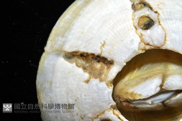 龜藤壺藏品圖，第8張