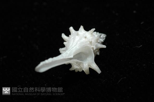 柯孫骨螺(新種)藏品圖，第8張