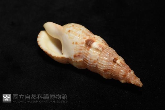 小平頭布紋螺藏品圖，第8張