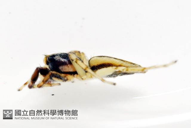多色金毛蛛藏品圖，第8張